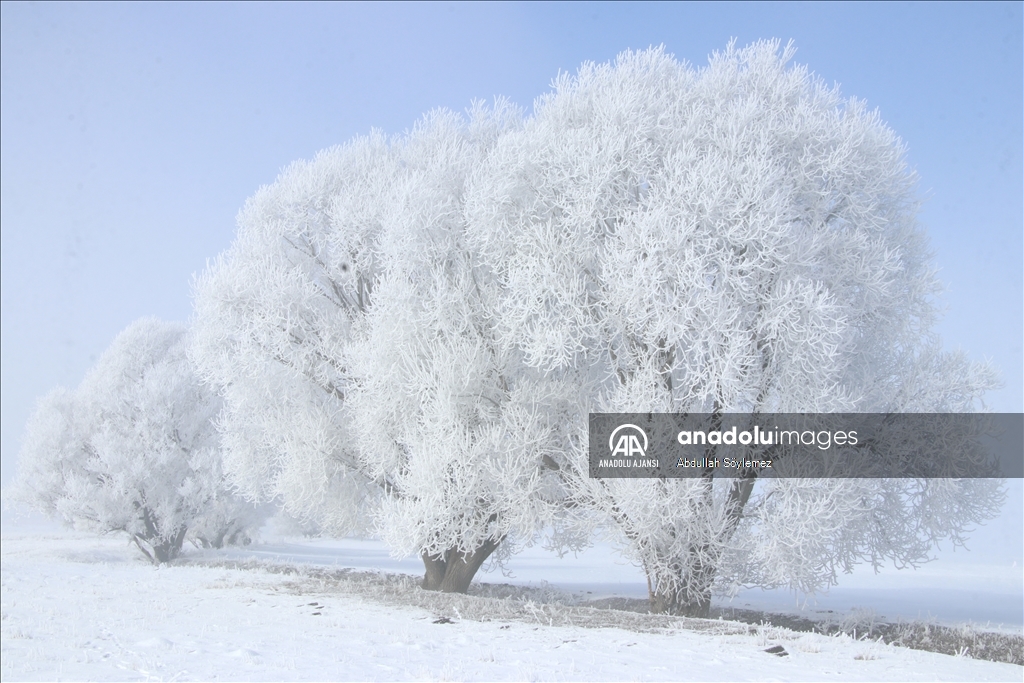 Ağrı'da ağaçlar kırağıyla kaplandı