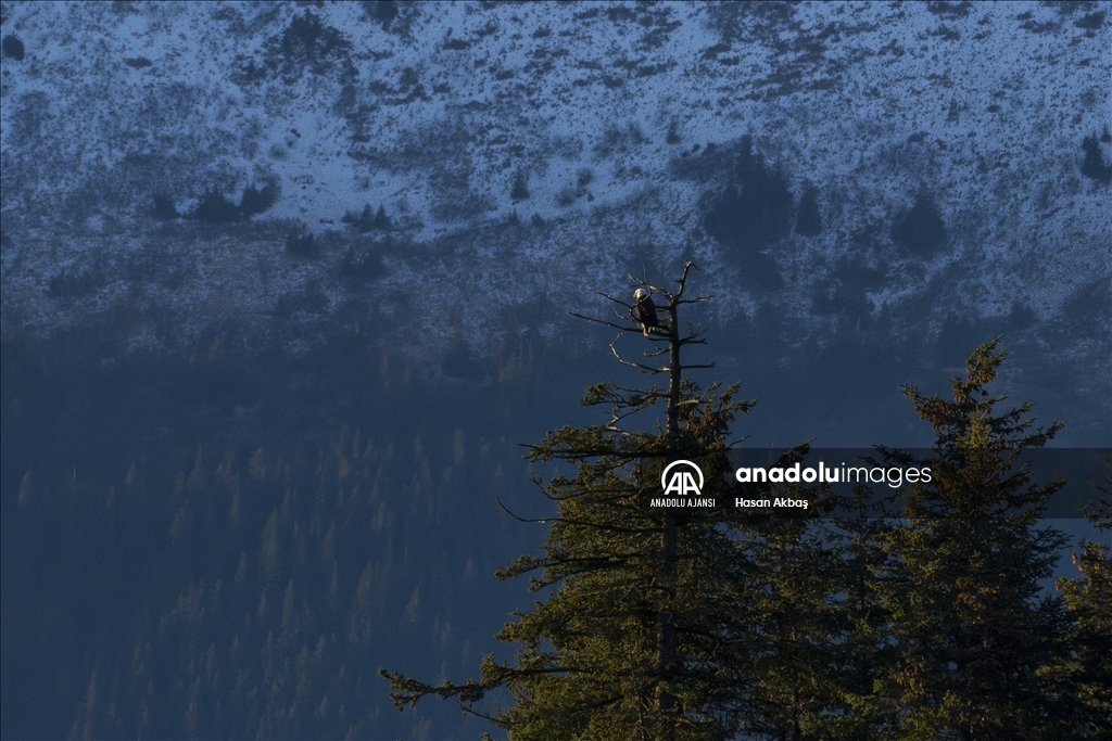 Amerika’nın Simgesi: Alaska’nın Kel Kartalları