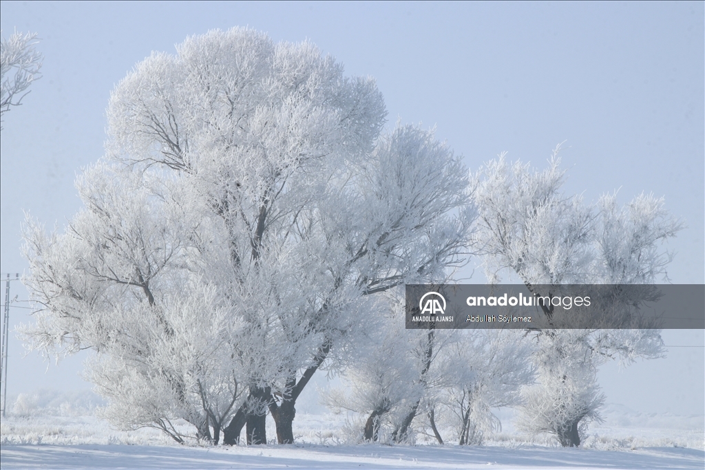 Ağrı'da ağaçlar kırağıyla kaplandı