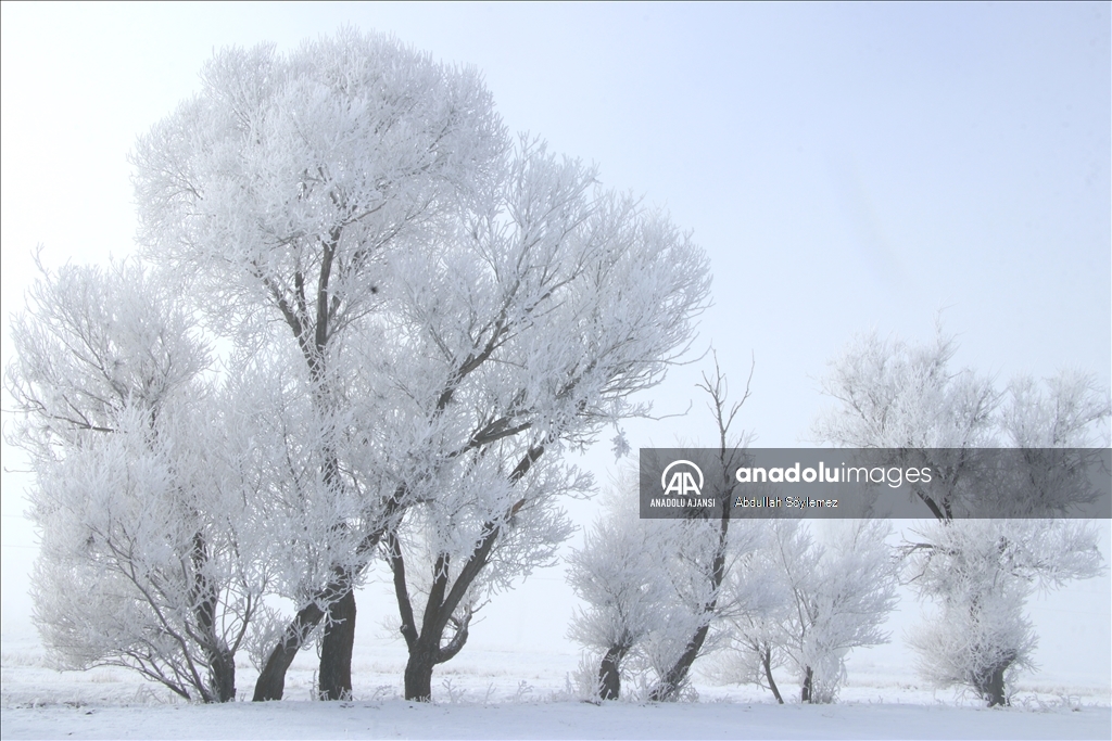 Ağrı'da ağaçlar kırağıyla kaplandı