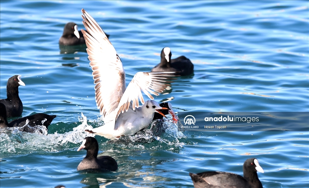 Trabzon'da güneşli hava