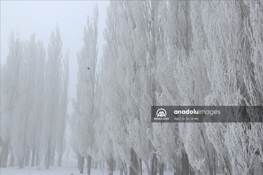 Ağrı'da ağaçlar kırağıyla kaplandı