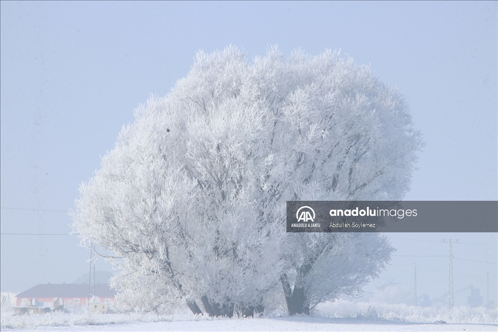 Ağrı'da ağaçlar kırağıyla kaplandı