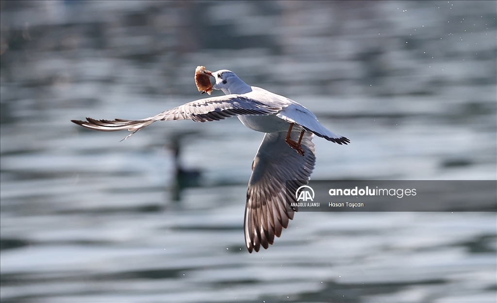 Trabzon'da güneşli hava