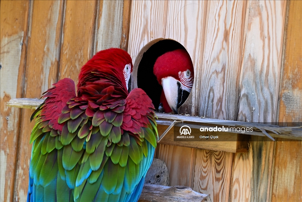 Antalya Doğal Yaşam Parkı'nın renkli kanatları ilgi görüyor