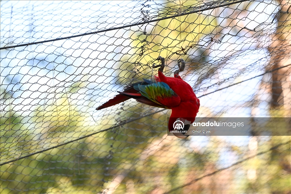 Antalya Doğal Yaşam Parkı'nın renkli kanatları ilgi görüyor