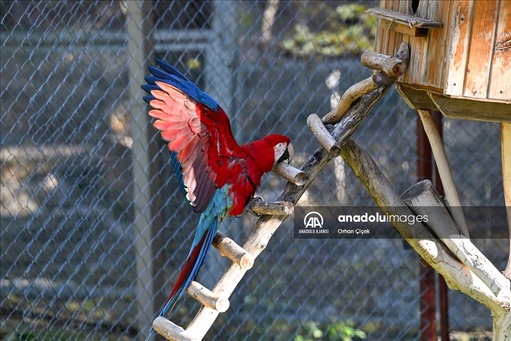Antalya Doğal Yaşam Parkı'nın renkli kanatları ilgi görüyor