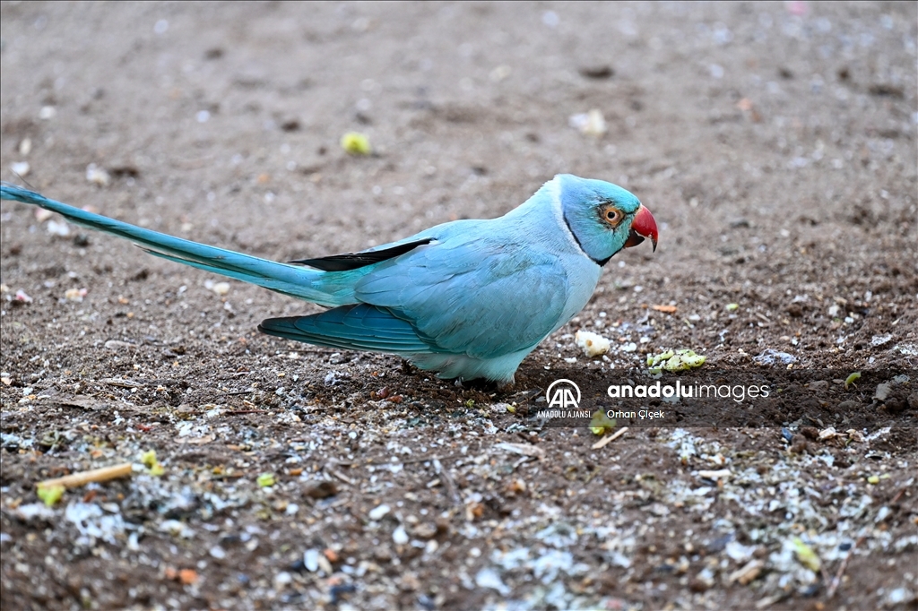 Antalya Doğal Yaşam Parkı'nın renkli kanatları ilgi görüyor