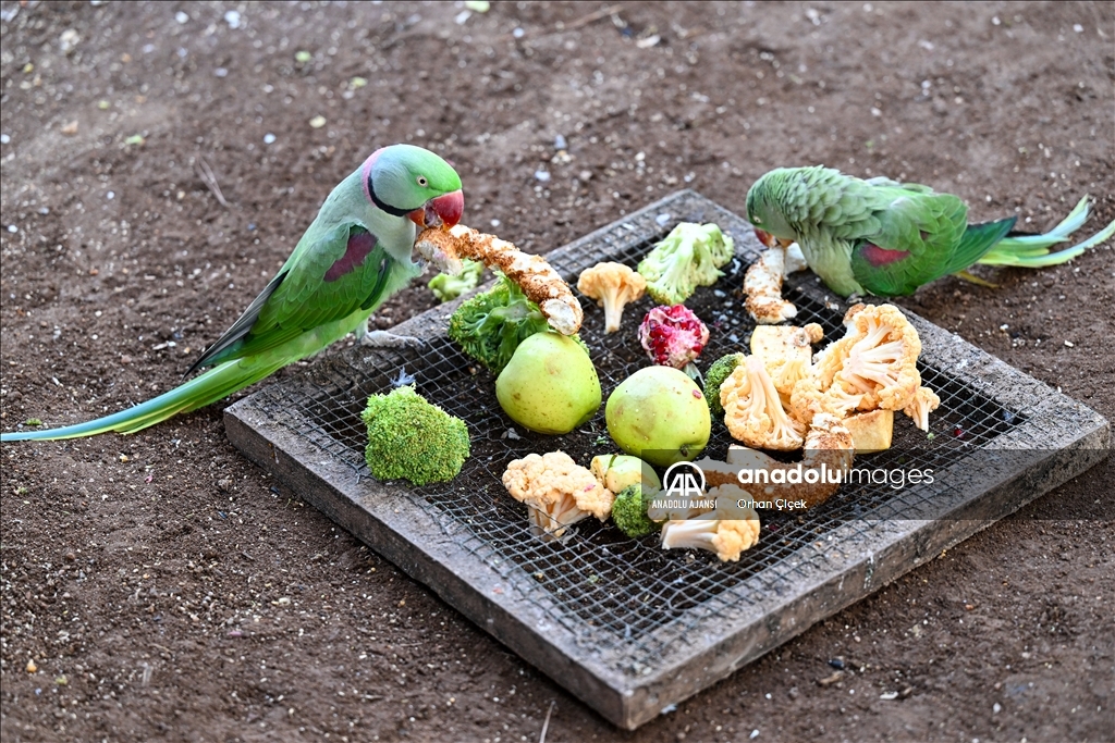 Antalya Doğal Yaşam Parkı'nın renkli kanatları ilgi görüyor
