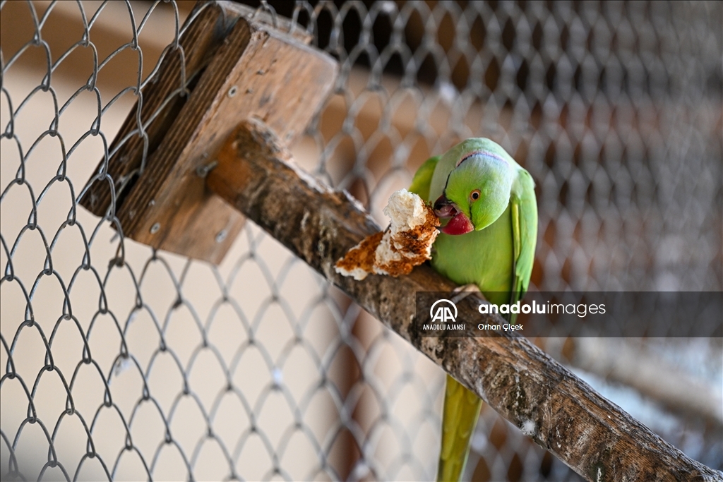 Antalya Doğal Yaşam Parkı'nın renkli kanatları ilgi görüyor