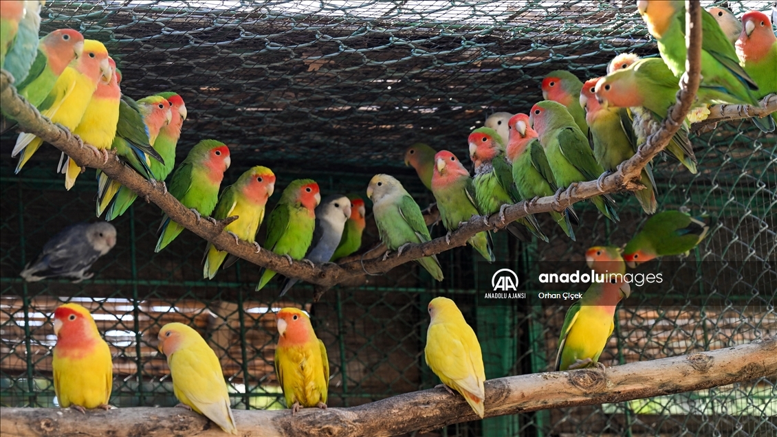 Antalya Doğal Yaşam Parkı'nın renkli kanatları ilgi görüyor