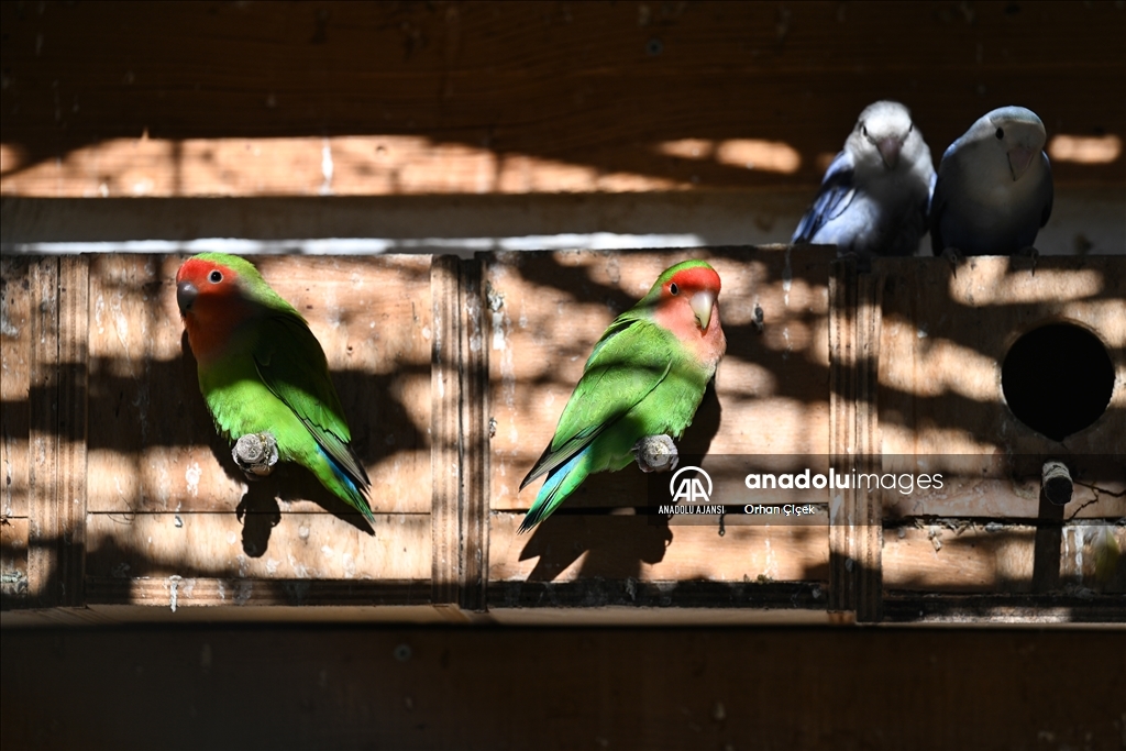 Antalya Doğal Yaşam Parkı'nın renkli kanatları ilgi görüyor