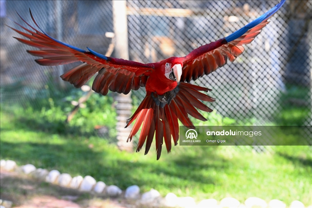 Antalya Doğal Yaşam Parkı'nın renkli kanatları ilgi görüyor