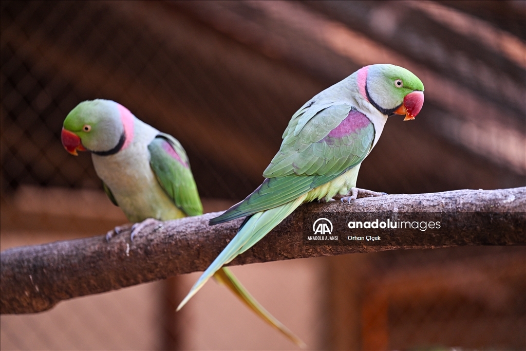 Antalya Doğal Yaşam Parkı'nın renkli kanatları ilgi görüyor