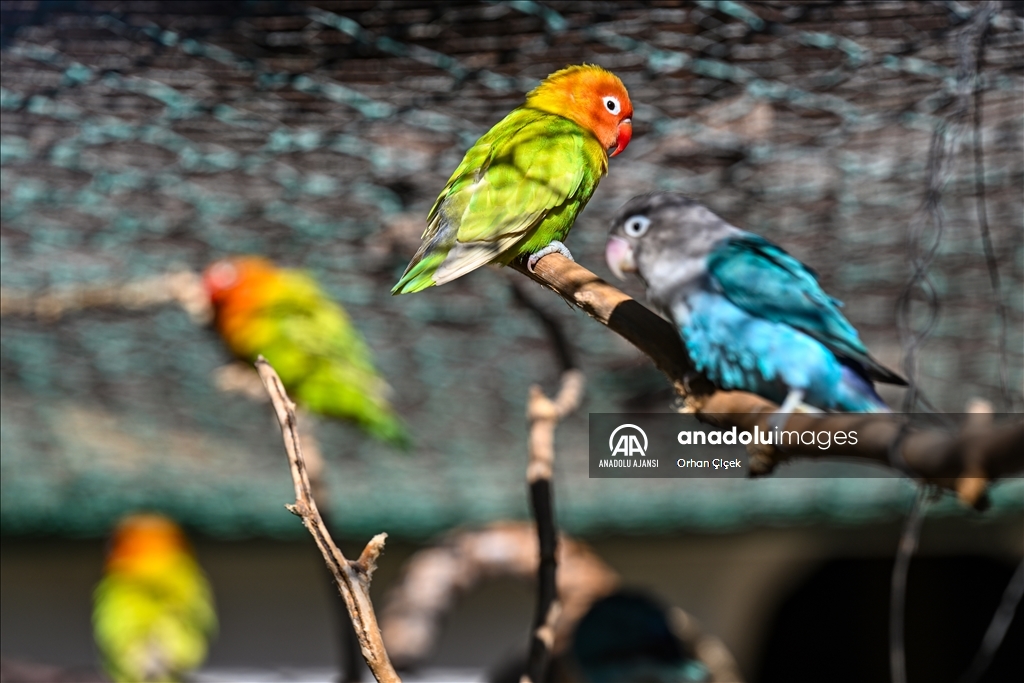 Antalya Doğal Yaşam Parkı'nın renkli kanatları ilgi görüyor