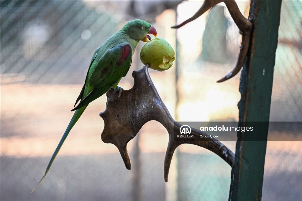Antalya Doğal Yaşam Parkı'nın renkli kanatları ilgi görüyor