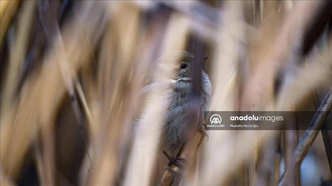 Ankara'da günlük yaşam