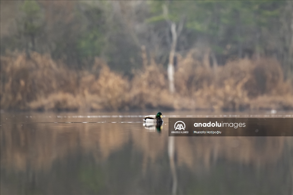 Ankara'da günlük yaşam