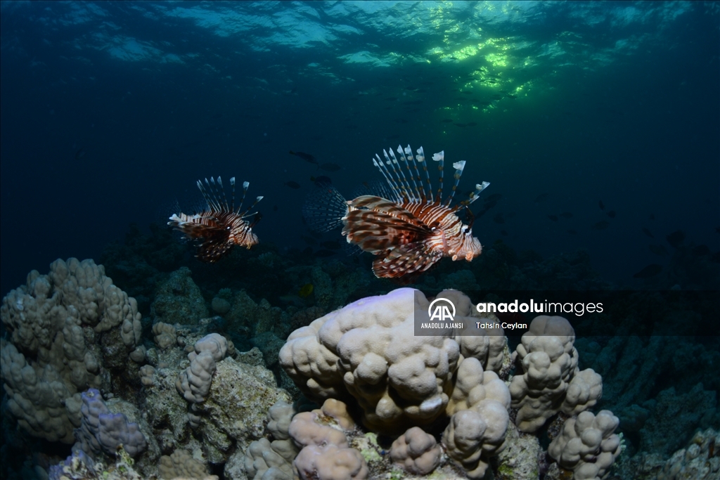 Kızıldeniz'deki renkli su altı dünyası gece görüntülendi