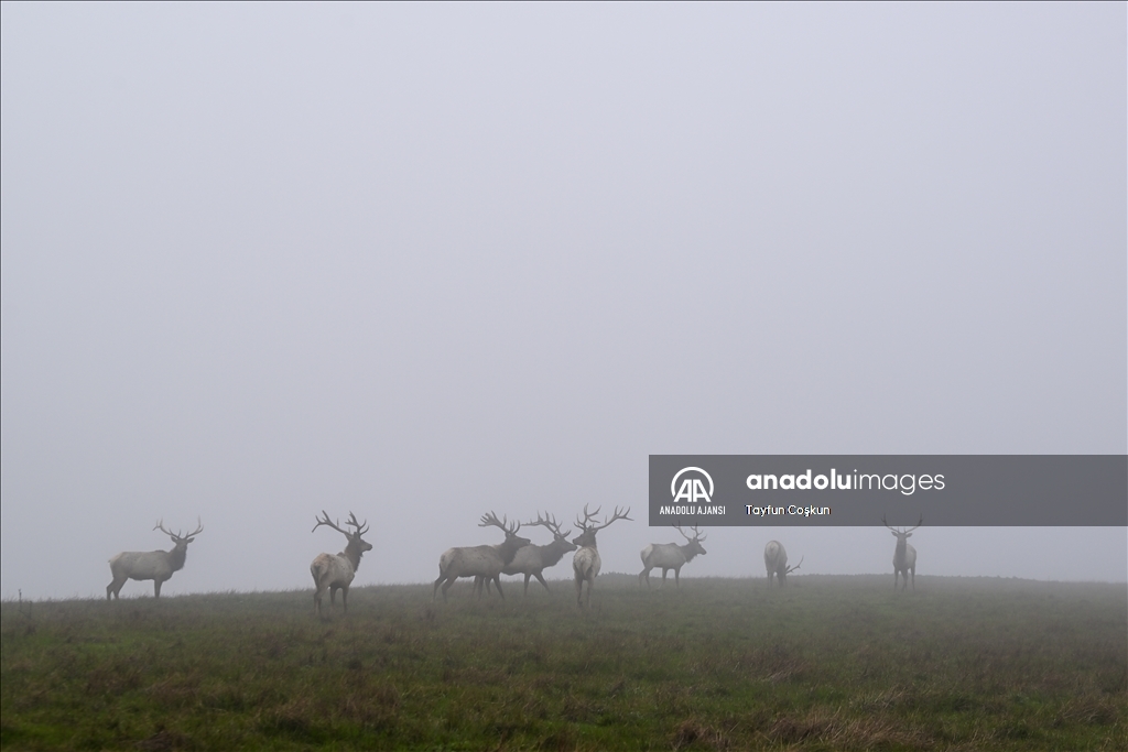 Amerika Kaliforniya'daki Tule geyikleri