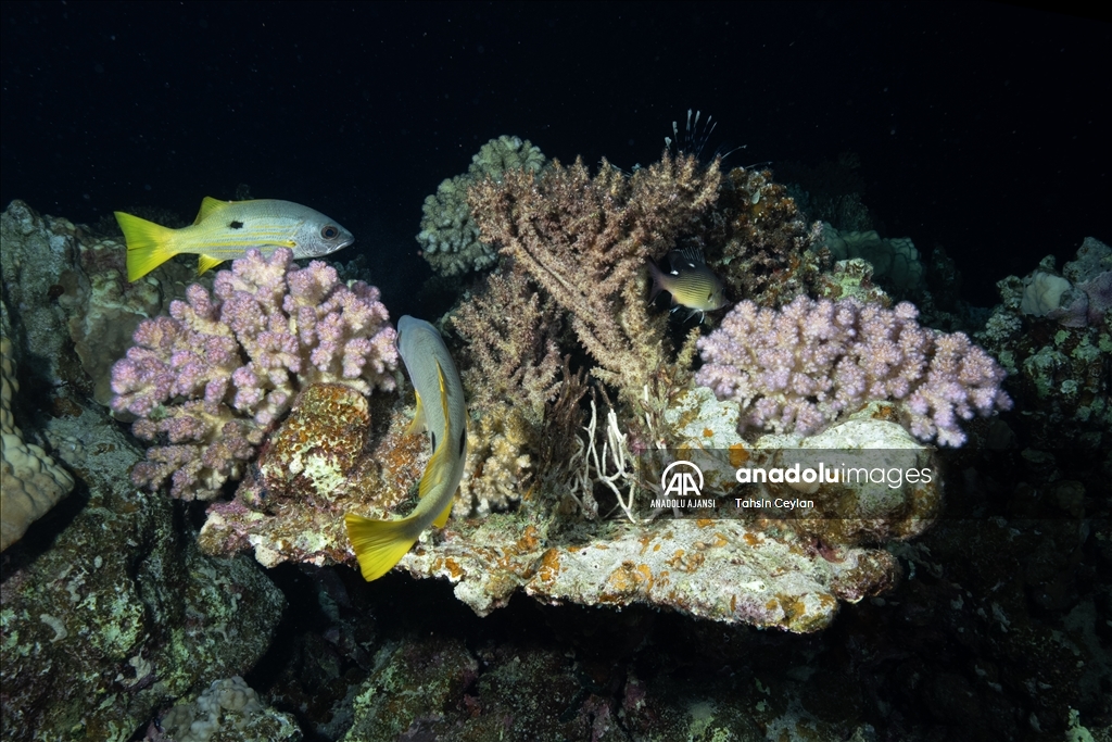 Kızıldeniz'deki renkli su altı dünyası gece görüntülendi