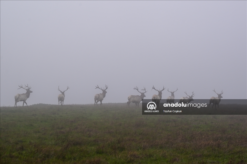 Amerika Kaliforniya'daki Tule geyikleri