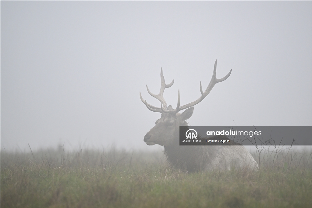 Amerika Kaliforniya'daki Tule geyikleri