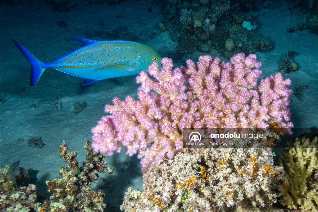 Kızıldeniz'deki renkli su altı dünyası gece görüntülendi