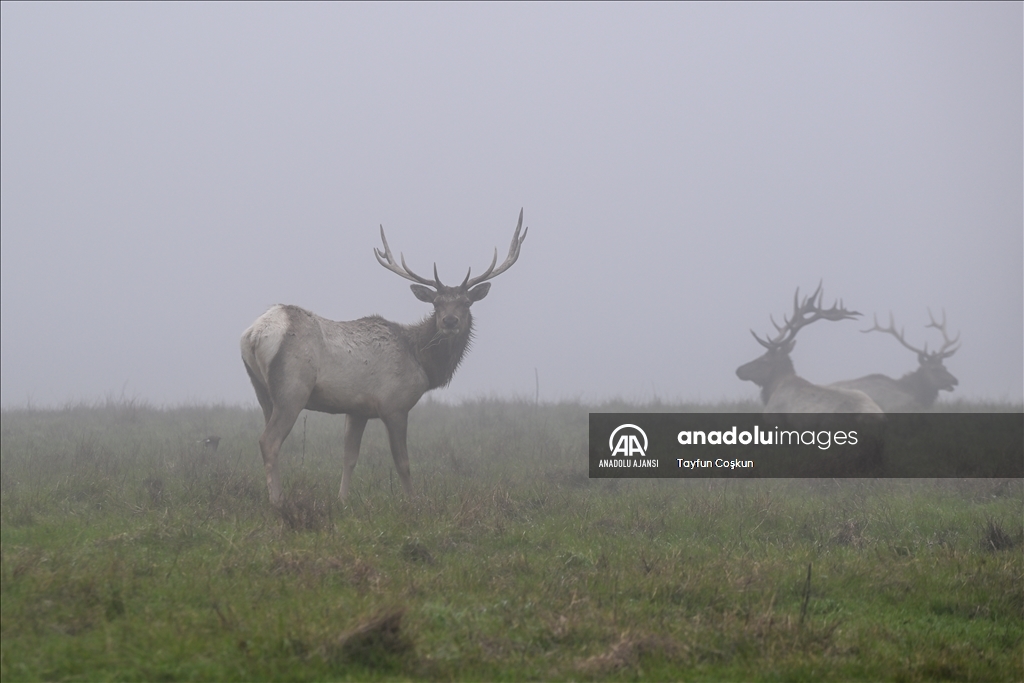 Amerika Kaliforniya'daki Tule geyikleri