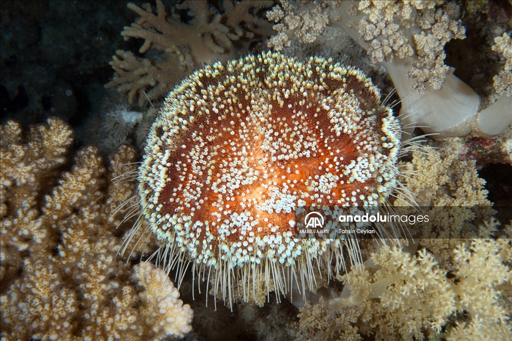 Kızıldeniz'deki renkli su altı dünyası gece görüntülendi
