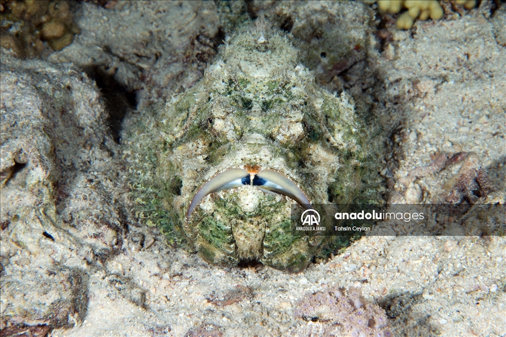 Kızıldeniz'deki renkli su altı dünyası gece görüntülendi