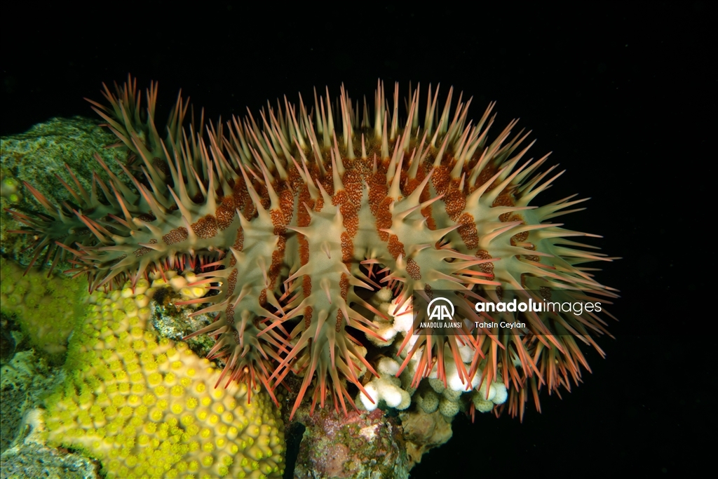 Kızıldeniz'deki renkli su altı dünyası gece görüntülendi