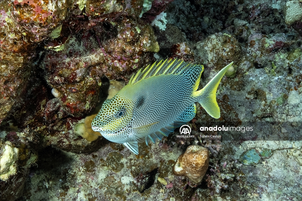 Kızıldeniz'deki renkli su altı dünyası gece görüntülendi