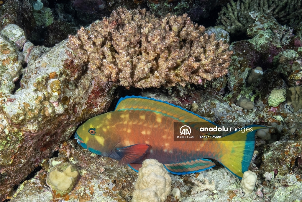 Kızıldeniz'deki renkli su altı dünyası gece görüntülendi