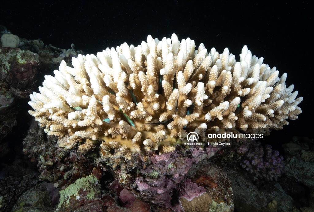 Kızıldeniz'deki renkli su altı dünyası gece görüntülendi