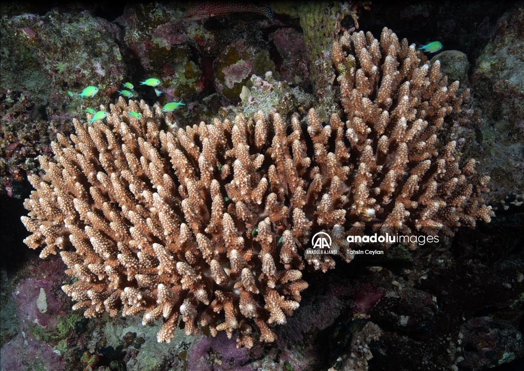 Kızıldeniz'deki renkli su altı dünyası gece görüntülendi