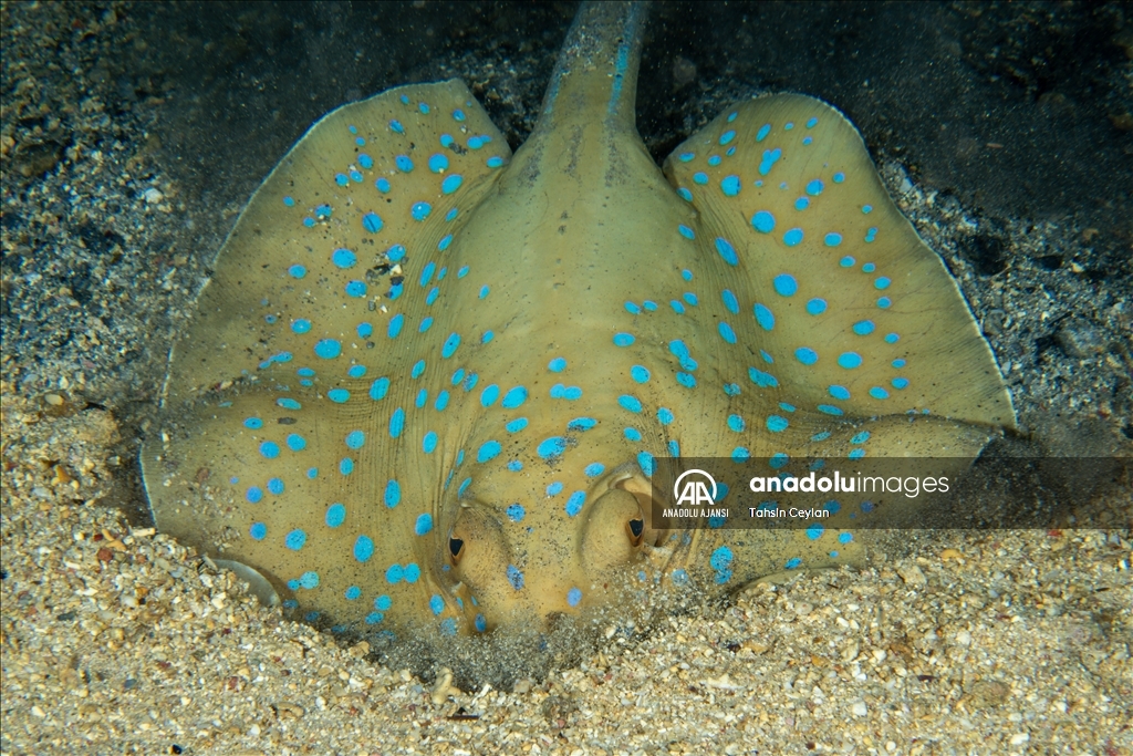 Kızıldeniz'deki renkli su altı dünyası gece görüntülendi