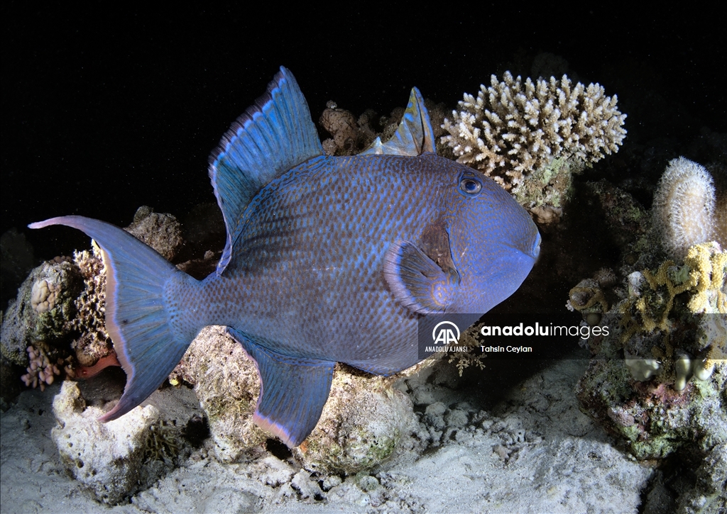 Kızıldeniz'deki renkli su altı dünyası gece görüntülendi