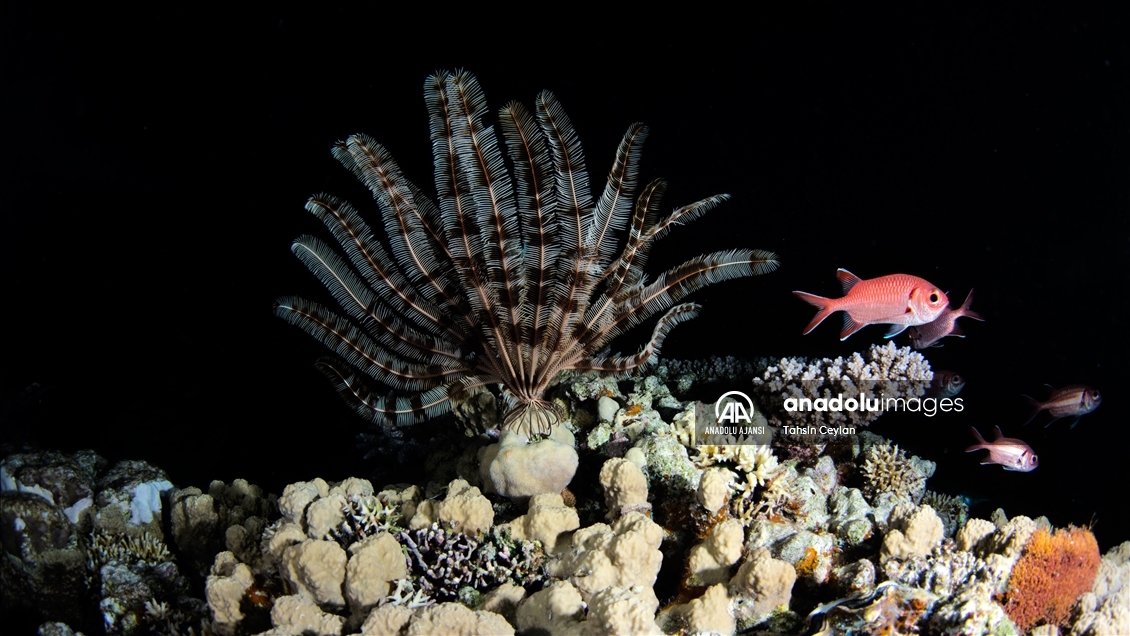 Kızıldeniz'deki renkli su altı dünyası gece görüntülendi
