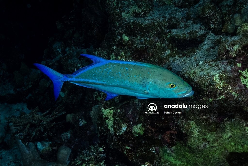 Kızıldeniz'deki renkli su altı dünyası gece görüntülendi