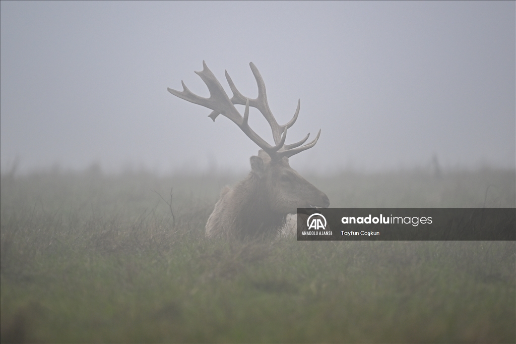 Amerika Kaliforniya'daki Tule geyikleri