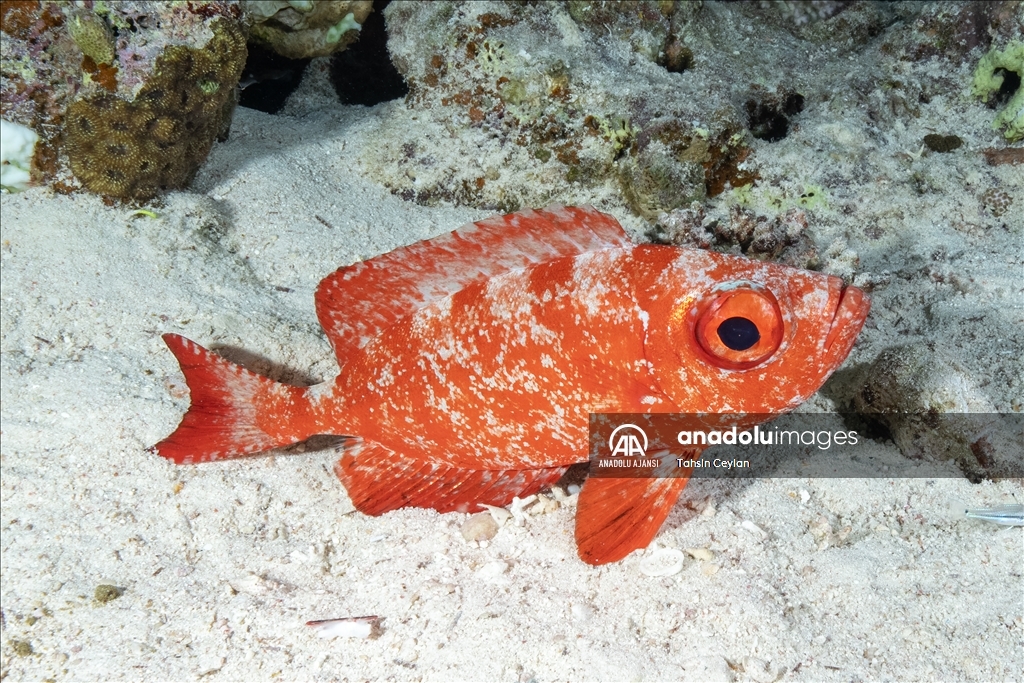 Kızıldeniz'deki renkli su altı dünyası gece görüntülendi