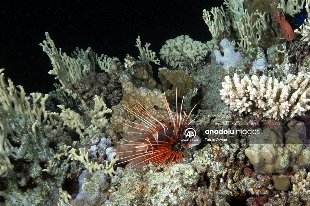 Kızıldeniz'deki renkli su altı dünyası gece görüntülendi