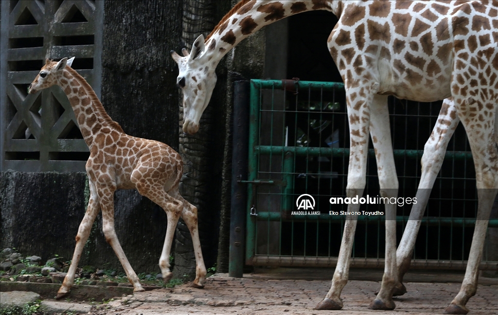 Cakarta'daki Ragunan Vahşi Yaşam Parkı yeni zürafa yavrusu Rajaka’yı ağırlıyor
