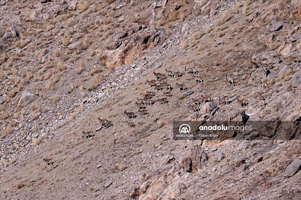 Wild goat population grows in eastern Turkiye