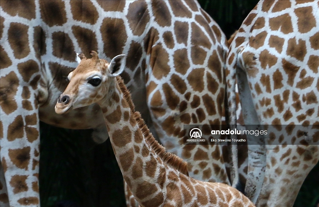 Cakarta'daki Ragunan Vahşi Yaşam Parkı yeni zürafa yavrusu Rajaka’yı ağırlıyor