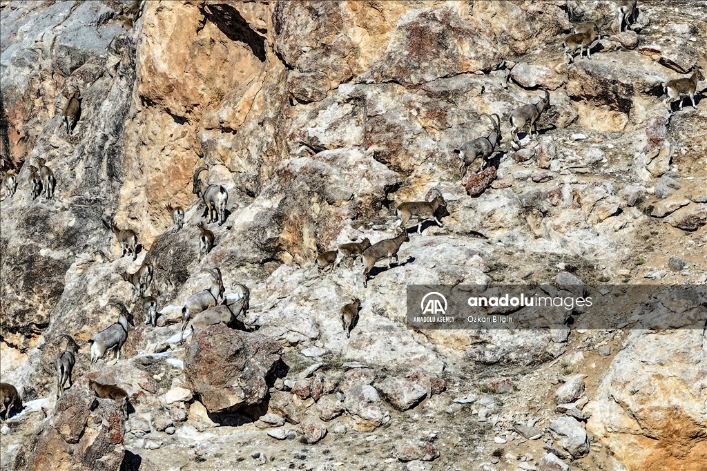 Wild goat population grows in eastern Turkiye