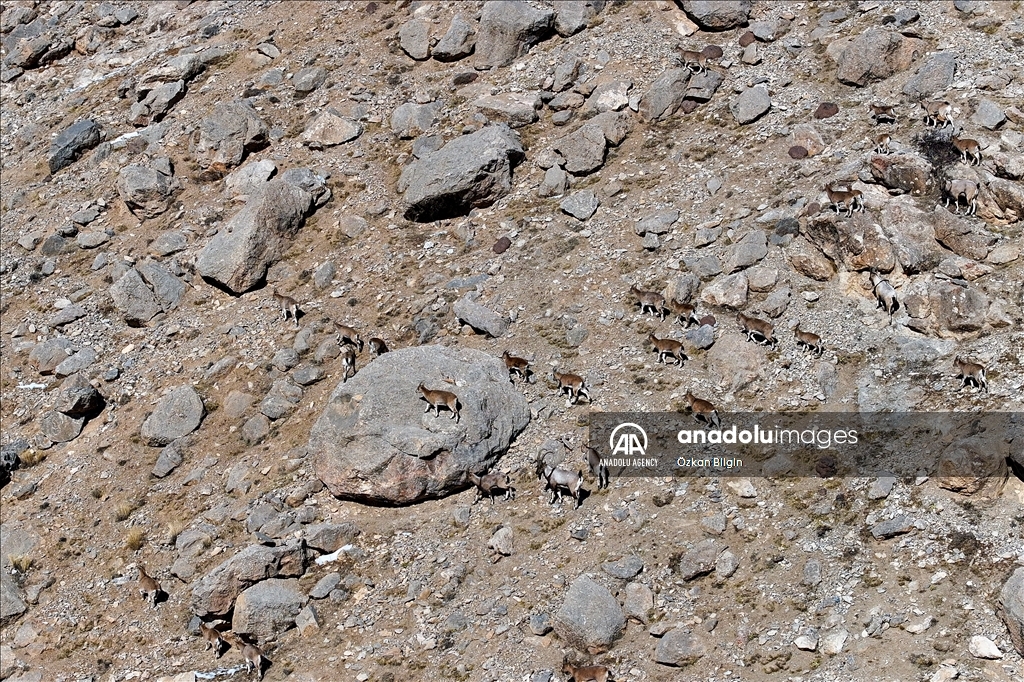 Wild goat population grows in eastern Turkiye