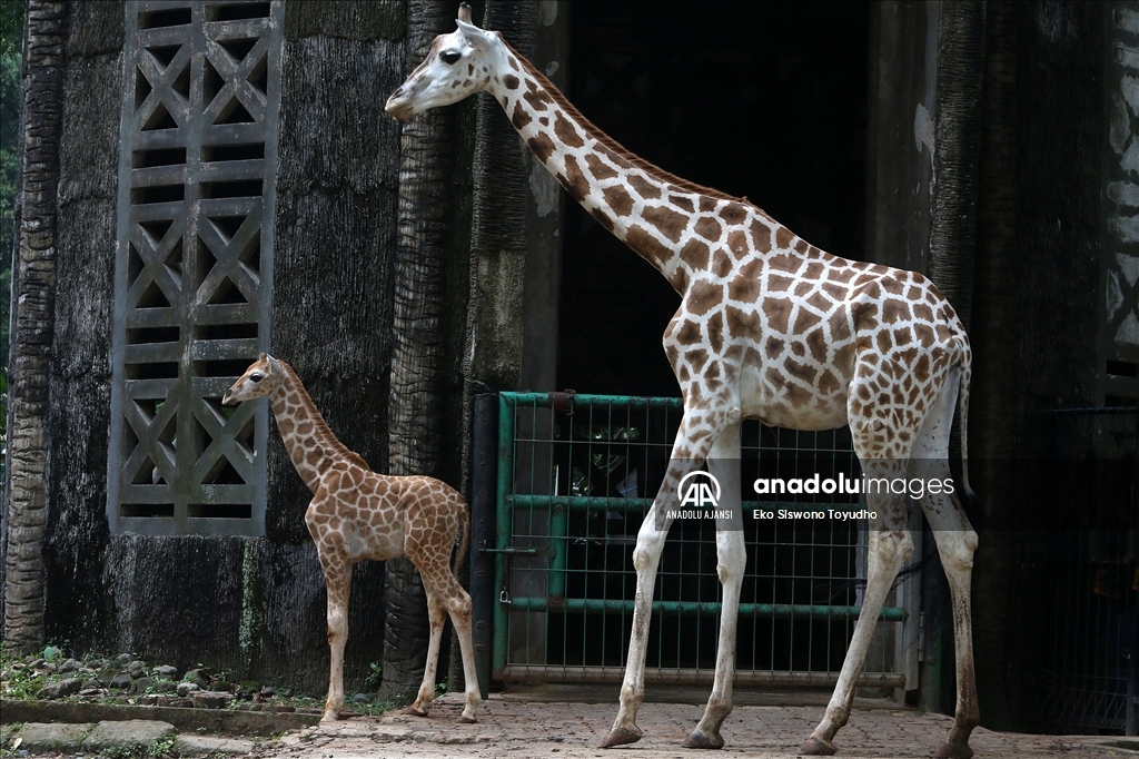 Cakarta'daki Ragunan Vahşi Yaşam Parkı yeni zürafa yavrusu Rajaka’yı ağırlıyor