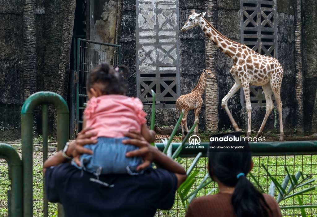 Cakarta'daki Ragunan Vahşi Yaşam Parkı yeni zürafa yavrusu Rajaka’yı ağırlıyor